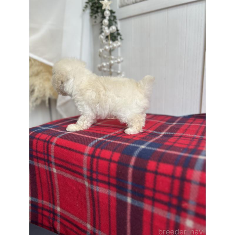 販売中の愛媛県のトイプードル-434751の5枚目