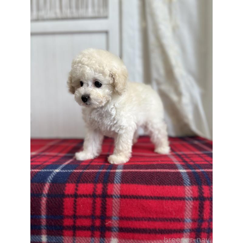 販売中の愛媛県のトイプードル-434751の4枚目