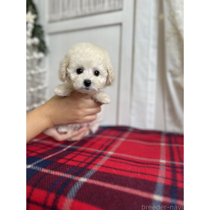 販売中の愛媛県のトイプードル-434751の3枚目