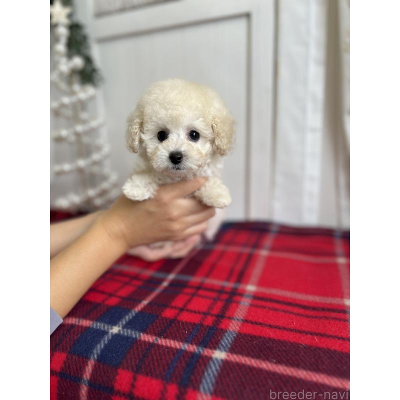 販売中の愛媛県のトイプードル-434751の2枚目