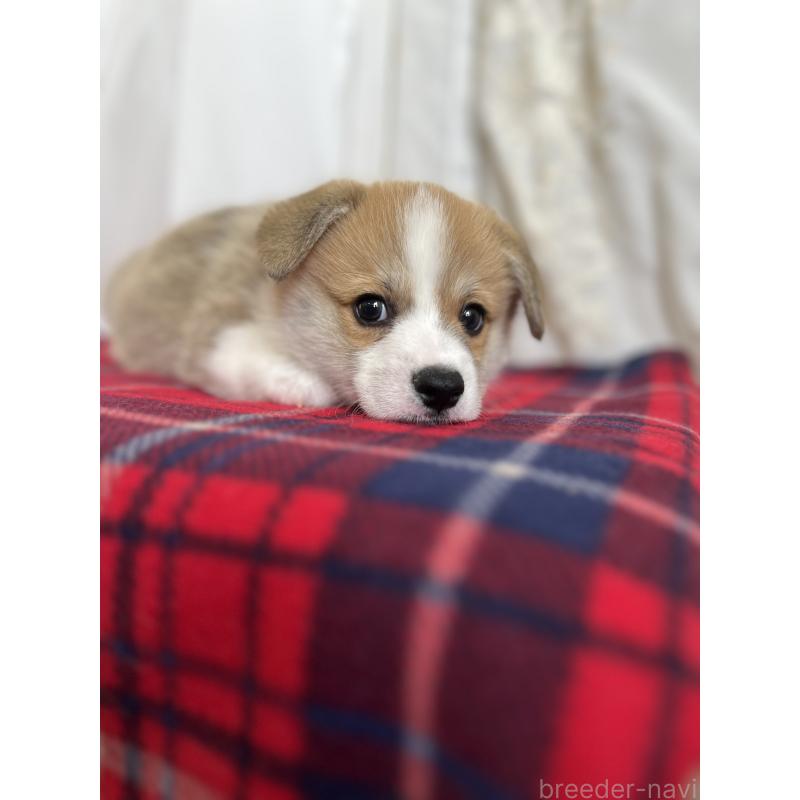 成約済の愛媛県のウェルシュコーギーペンブローク-431868の8枚目