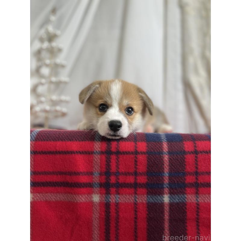 成約済の愛媛県のウェルシュコーギーペンブローク-431868の7枚目