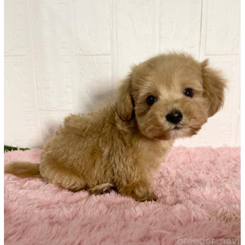 販売中の北海道のマルプー:マルチーズ×トイプードル-427953