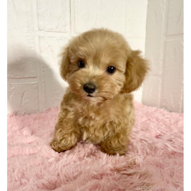 販売中の北海道のマルプー:マルチーズ×トイプードル-427953の8枚目