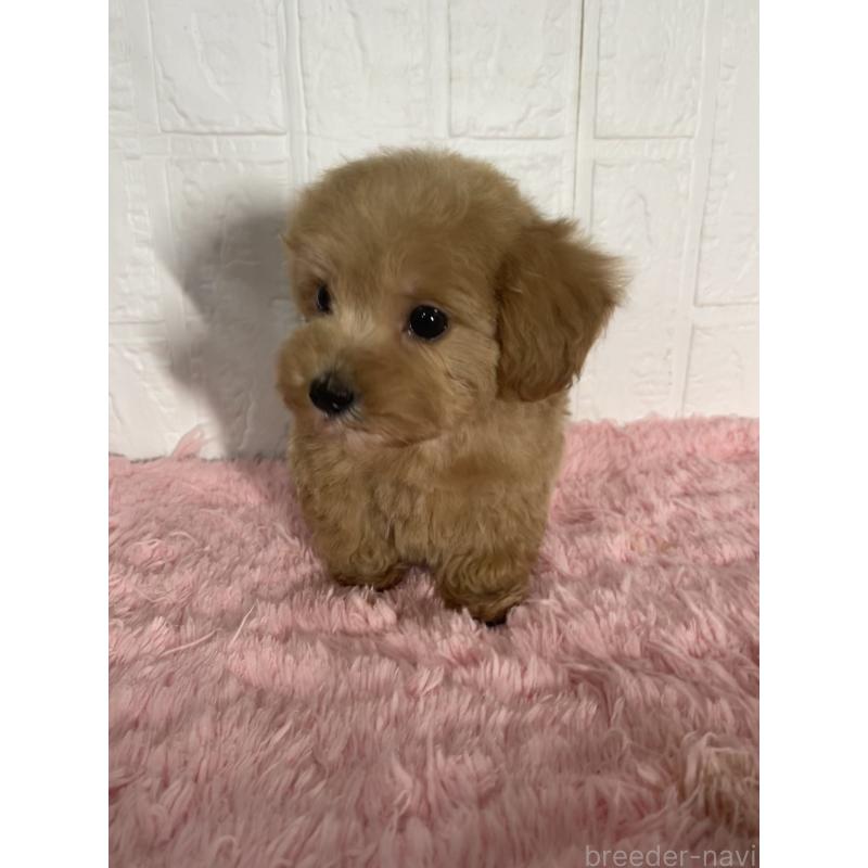 販売中の北海道のマルプー:マルチーズ×トイプードル-427953の7枚目