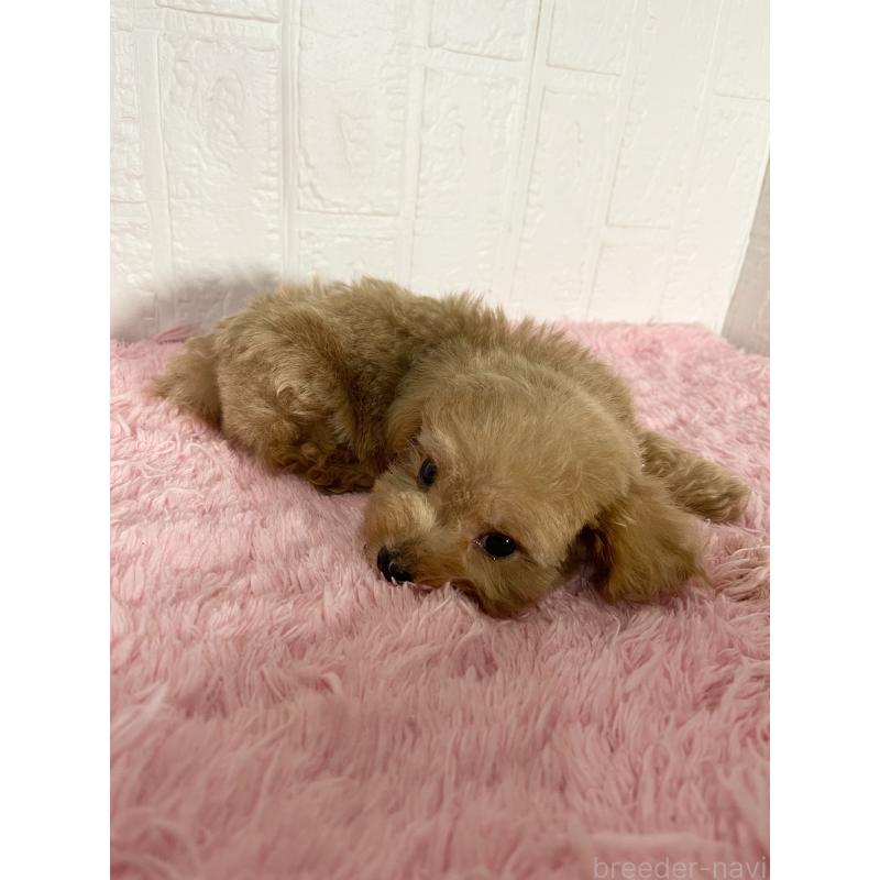 販売中の北海道のマルプー:マルチーズ×トイプードル-427953の6枚目