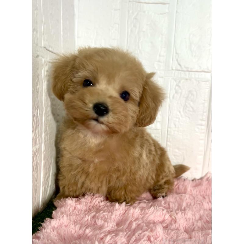 販売中の北海道のマルプー:マルチーズ×トイプードル-427953の5枚目