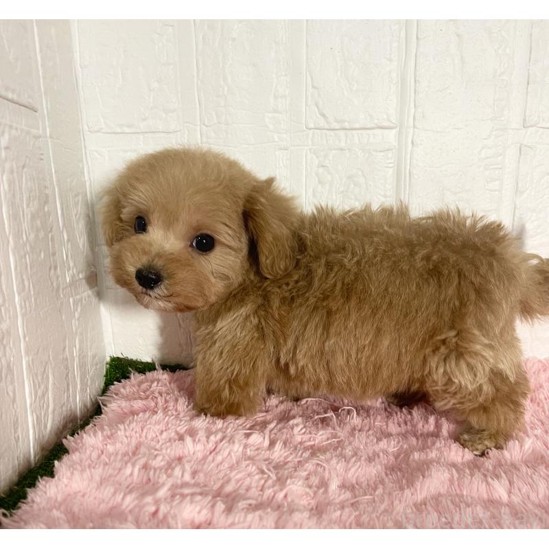 販売中の北海道のマルプー:マルチーズ×トイプードル-427953の4枚目