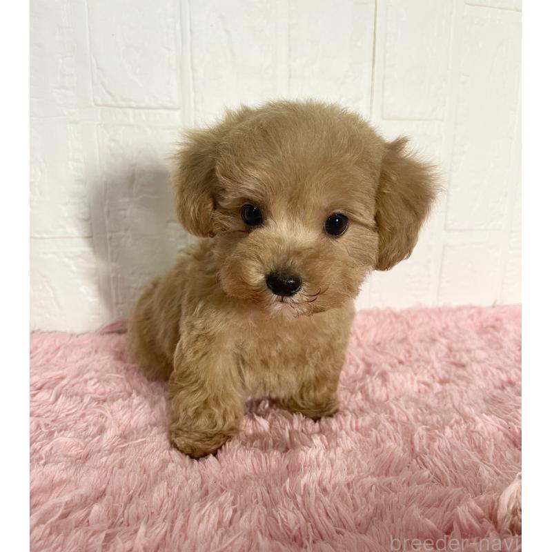 販売中の北海道のマルプー:マルチーズ×トイプードル-427953の3枚目