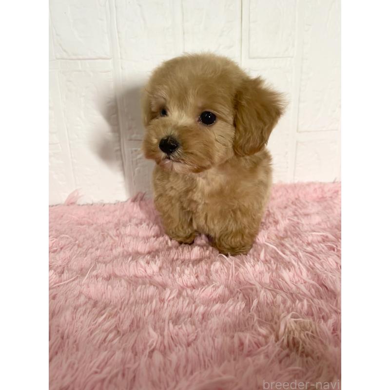 販売中の北海道のマルプー:マルチーズ×トイプードル-427953の2枚目