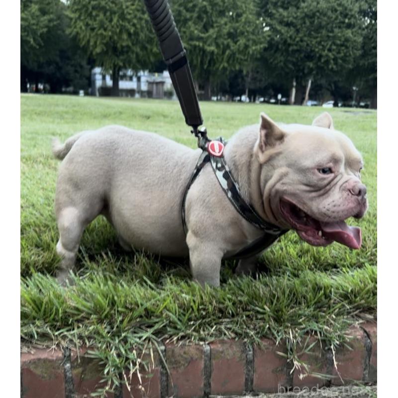 DOM(ドム)くん1枚目