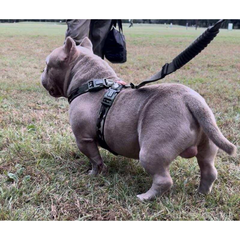 DOM(ドム)くん1枚目