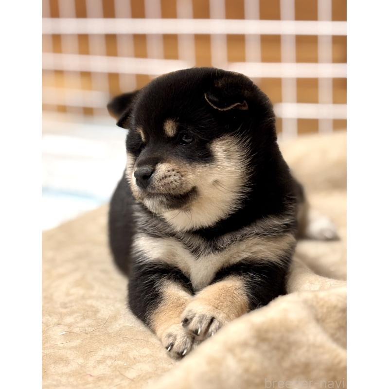 販売中の和歌山県の豆柴-432414