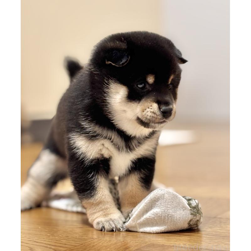 成約済の和歌山県の豆柴-432414の5枚目