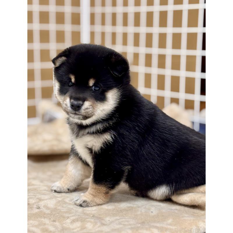 成約済の和歌山県の豆柴-432414の4枚目