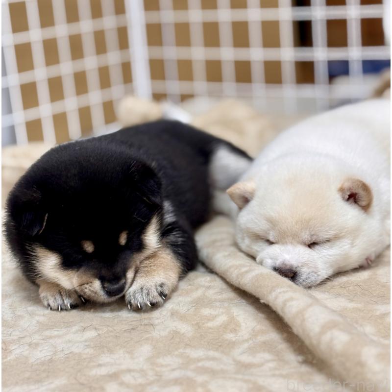 成約済の和歌山県の豆柴-432414の3枚目