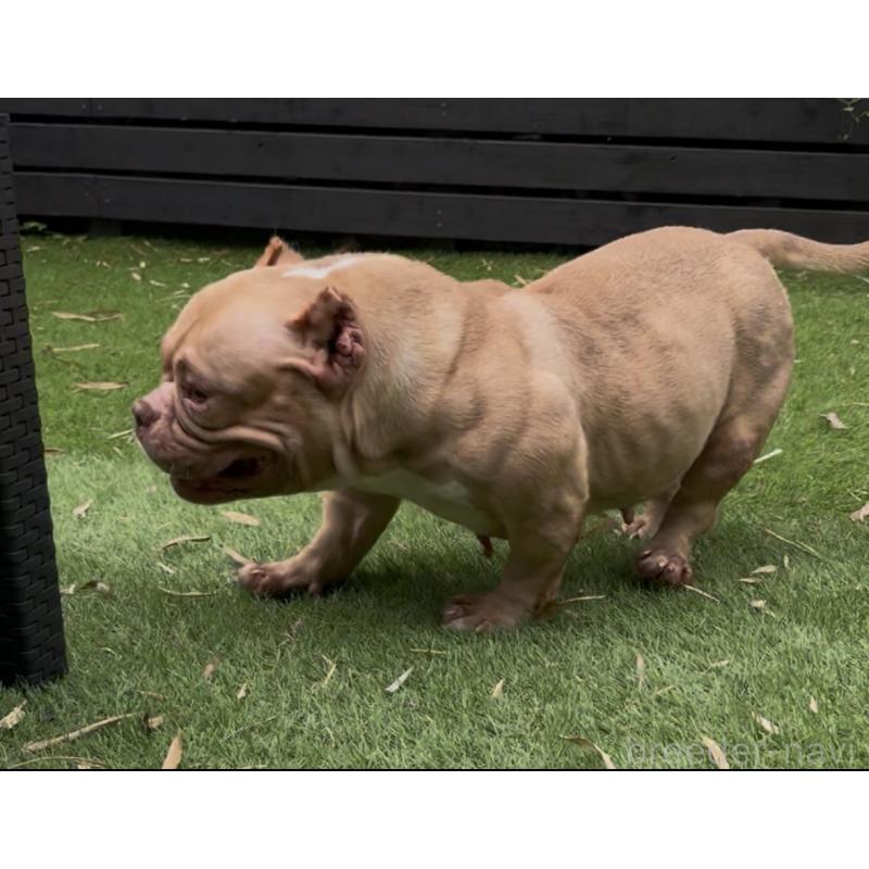 Xiang Xiang(シャンシャン)ちゃん1枚目