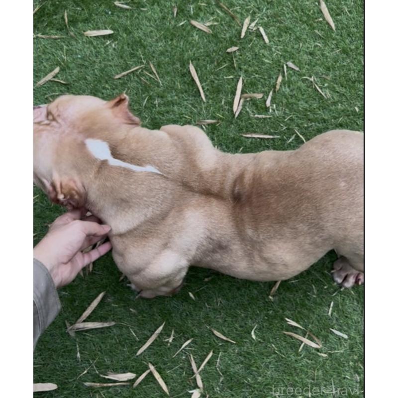 Xiang Xiang(シャンシャン)ちゃん1枚目