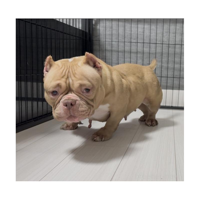 Xiang Xiang(シャンシャン)ちゃん1枚目