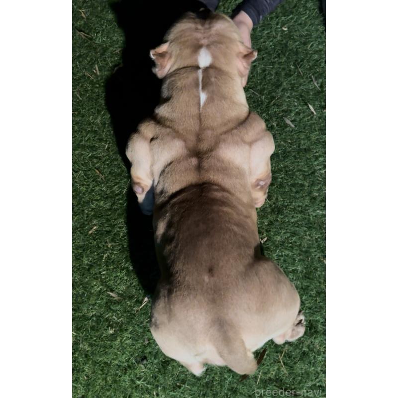 Xiang Xiang(シャンシャン)ちゃん1枚目