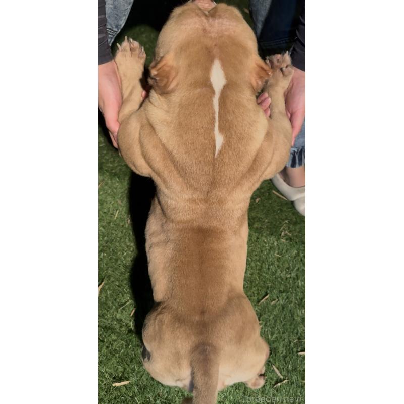 Xiang Xiang(シャンシャン)ちゃん1枚目