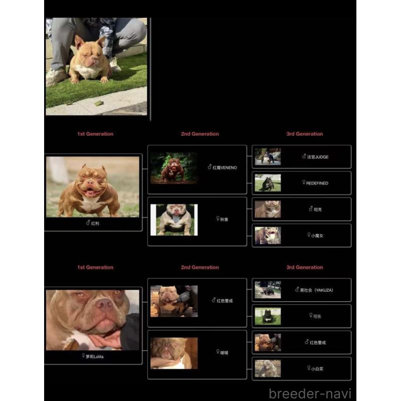 Xiang Xiang(シャンシャン)ちゃん1枚目