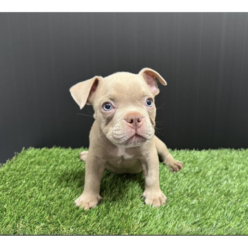 販売中の埼玉県のエキゾチックブリー-434483の9枚目