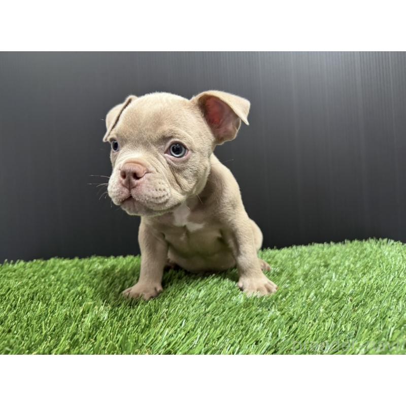 販売中の埼玉県のエキゾチックブリー-434483の8枚目