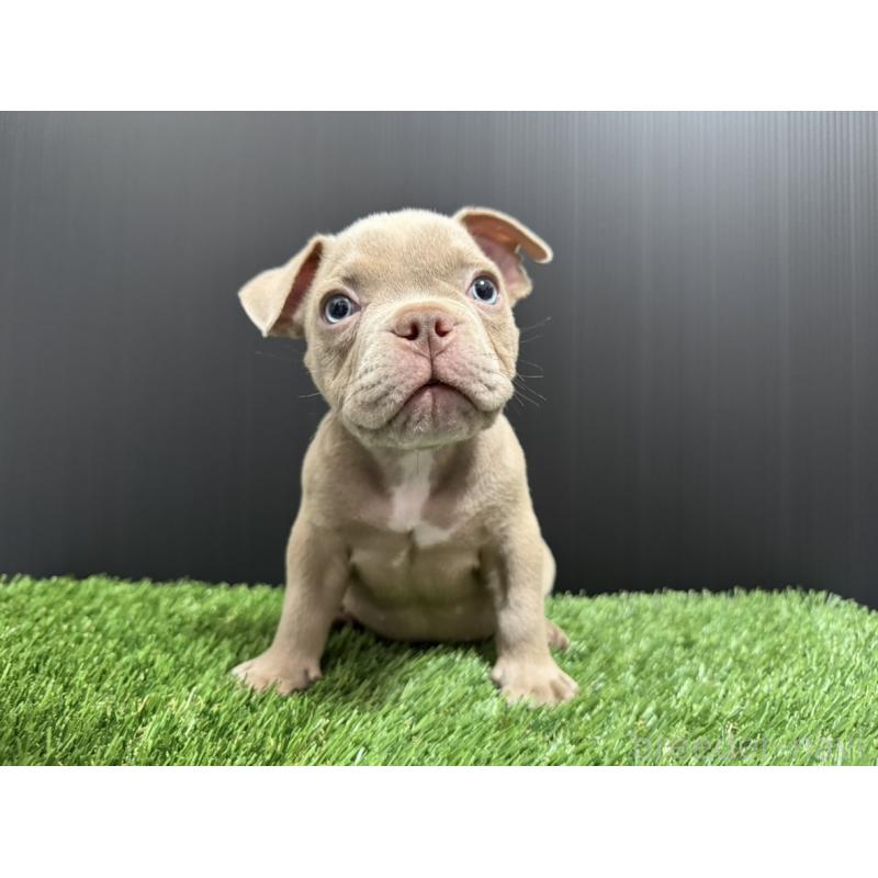 販売中の埼玉県のエキゾチックブリー-434483の7枚目