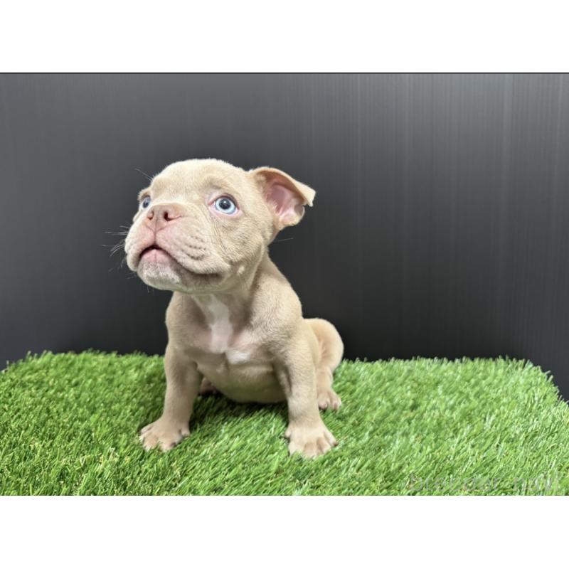 販売中の埼玉県のエキゾチックブリー-434483の6枚目