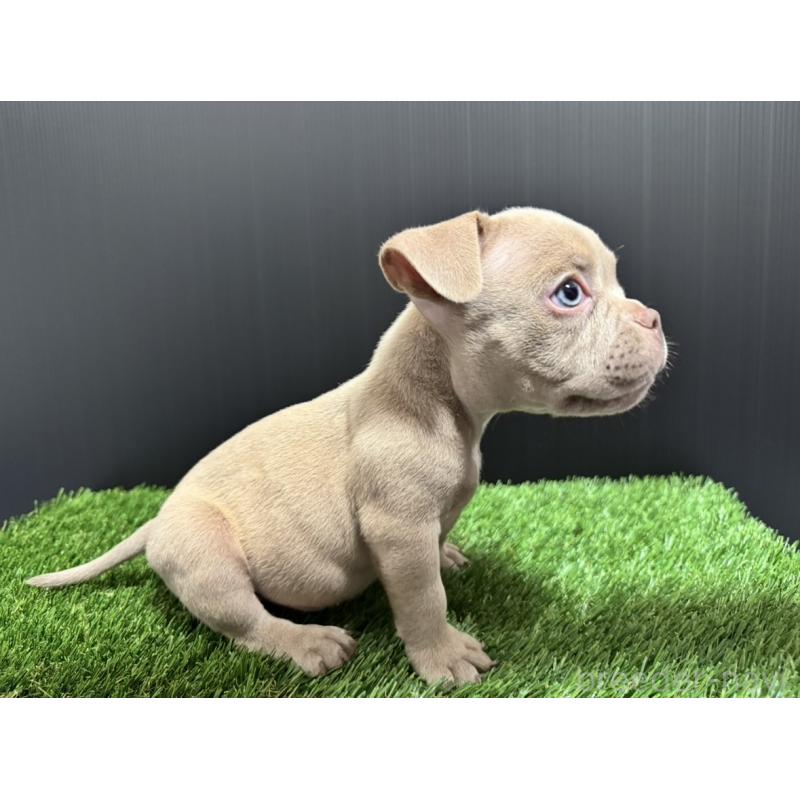 販売中の埼玉県のエキゾチックブリー-434483の4枚目