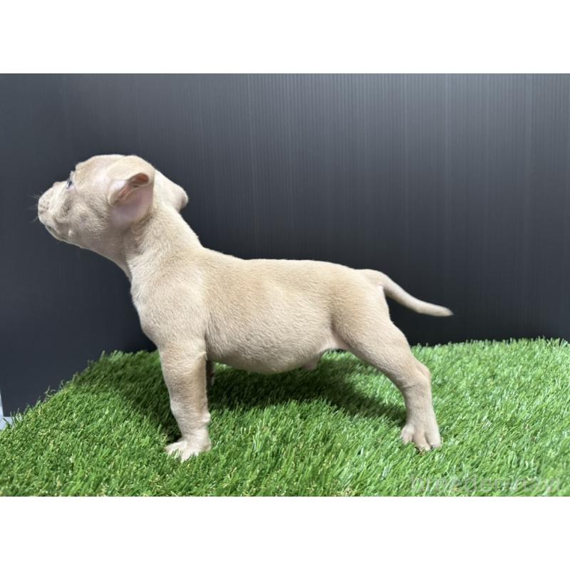 販売中の埼玉県のエキゾチックブリー-434483の3枚目