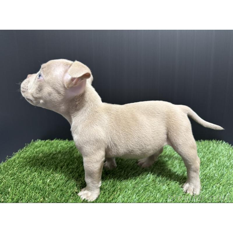 販売中の埼玉県のエキゾチックブリー-434483の2枚目