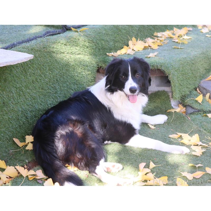 販売中の宮崎県のボーダーコリー-402466の2枚目