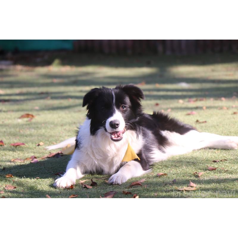 販売中の宮崎県のボーダーコリー-402464の3枚目