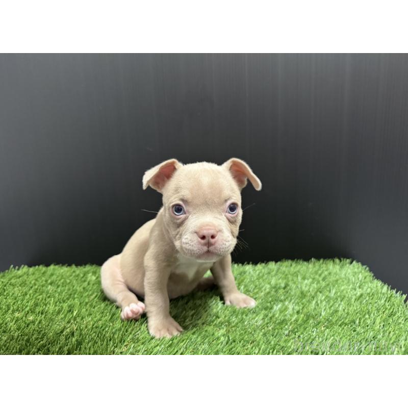 販売中の埼玉県のエキゾチックブリー-434484の16枚目