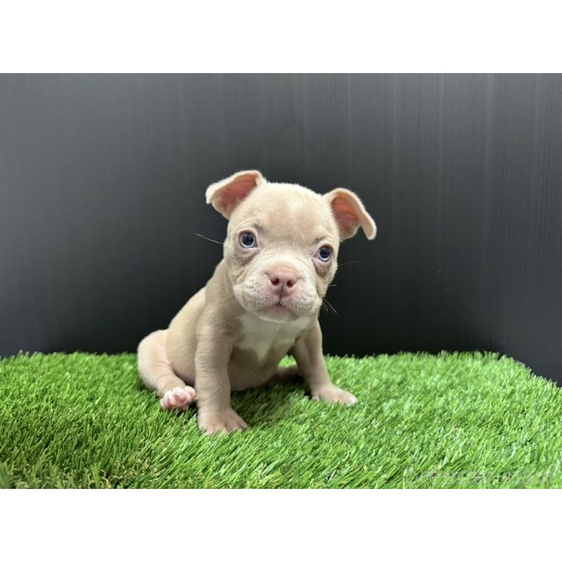 販売中の埼玉県のエキゾチックブリー-434484の15枚目