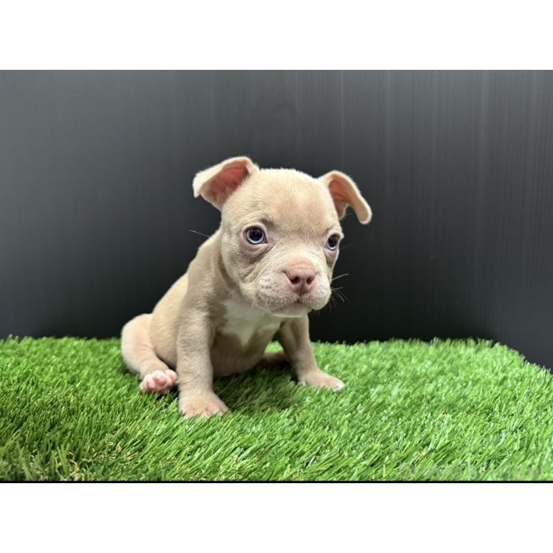 販売中の埼玉県のエキゾチックブリー-434484の14枚目