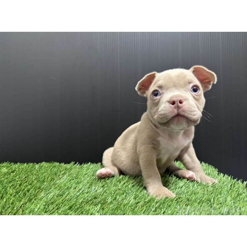 販売中の埼玉県のエキゾチックブリー-434484の12枚目