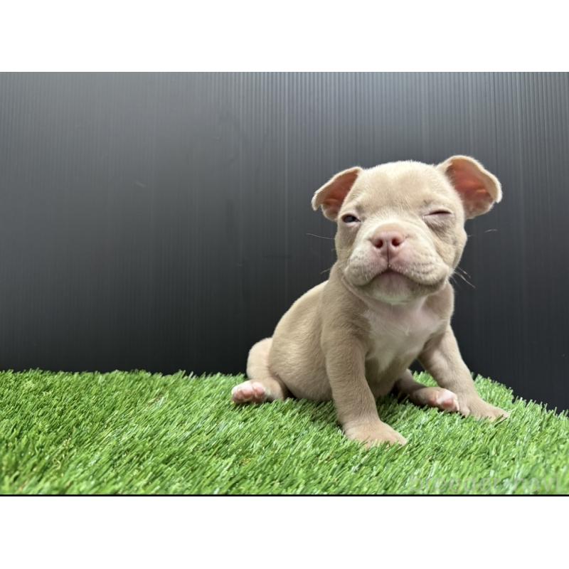 販売中の埼玉県のエキゾチックブリー-434484の13枚目