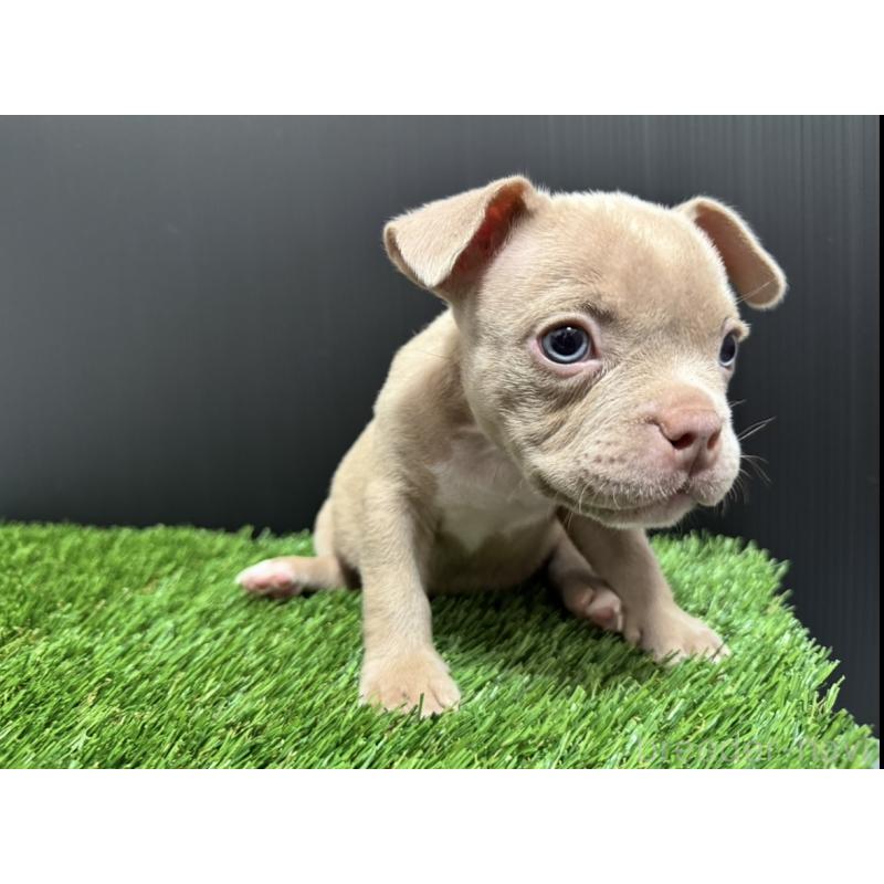 販売中の埼玉県のエキゾチックブリー-434484の10枚目