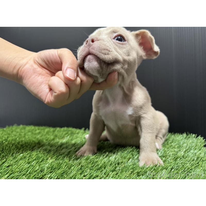 販売中の埼玉県のエキゾチックブリー-434484の9枚目