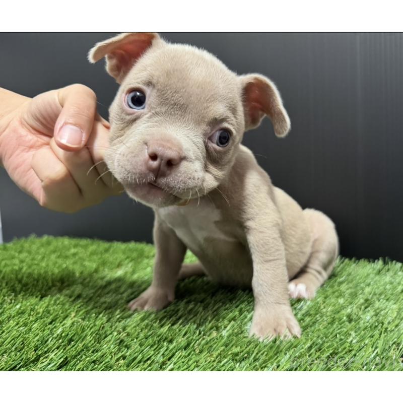 販売中の埼玉県のエキゾチックブリー-434484の8枚目