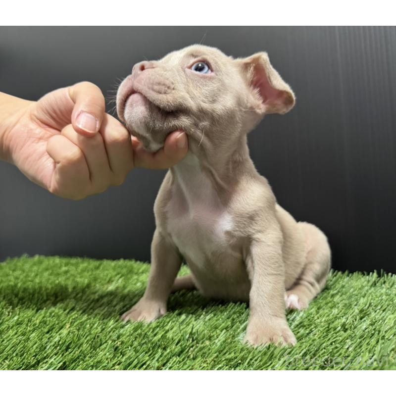 販売中の埼玉県のエキゾチックブリー-434484の7枚目