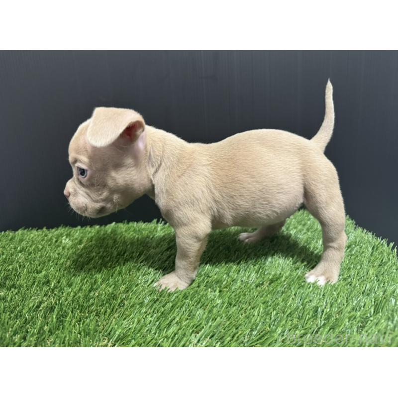 販売中の埼玉県のエキゾチックブリー-434484の6枚目