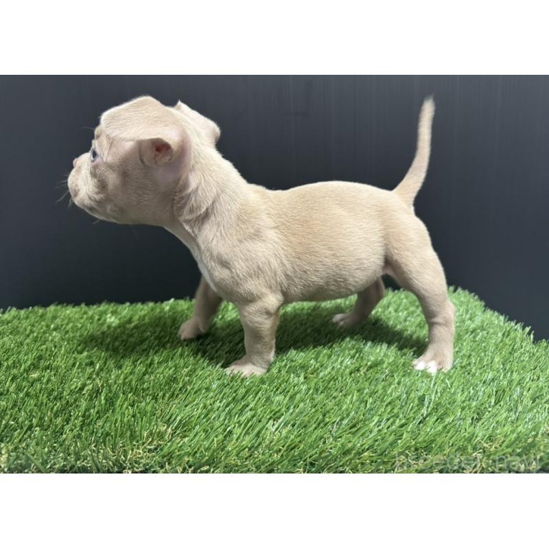 販売中の埼玉県のエキゾチックブリー-434484の4枚目