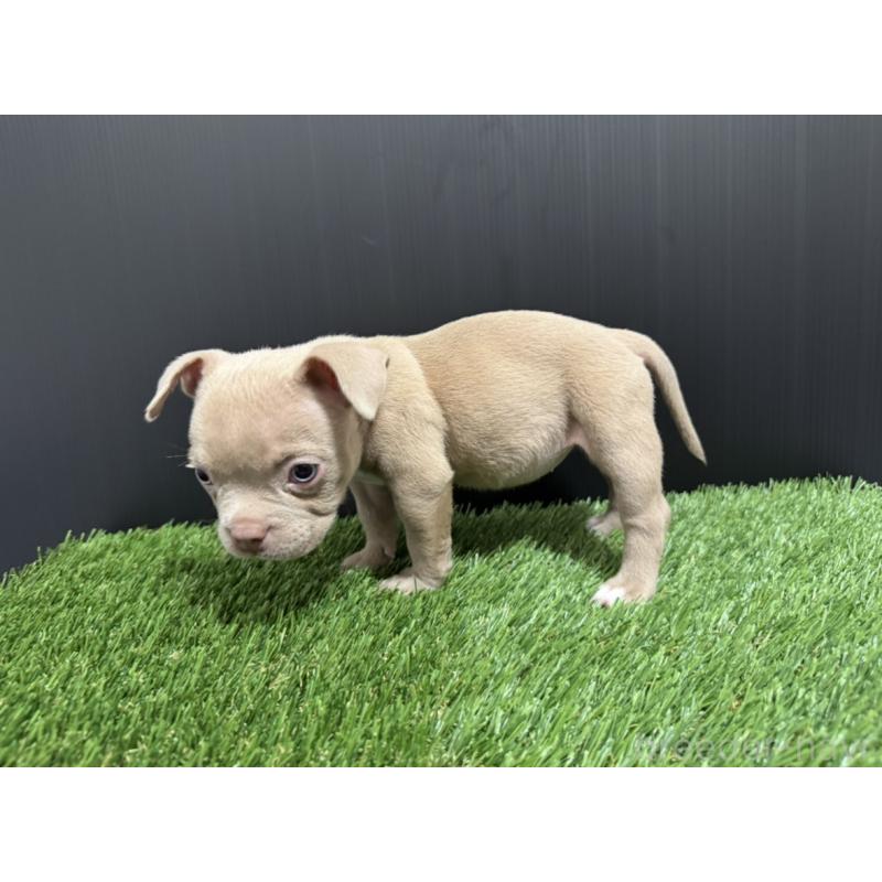 販売中の埼玉県のエキゾチックブリー-434484の3枚目