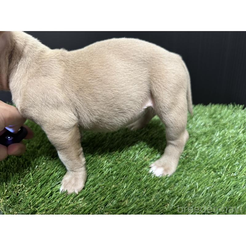 販売中の埼玉県のエキゾチックブリー-434484の2枚目