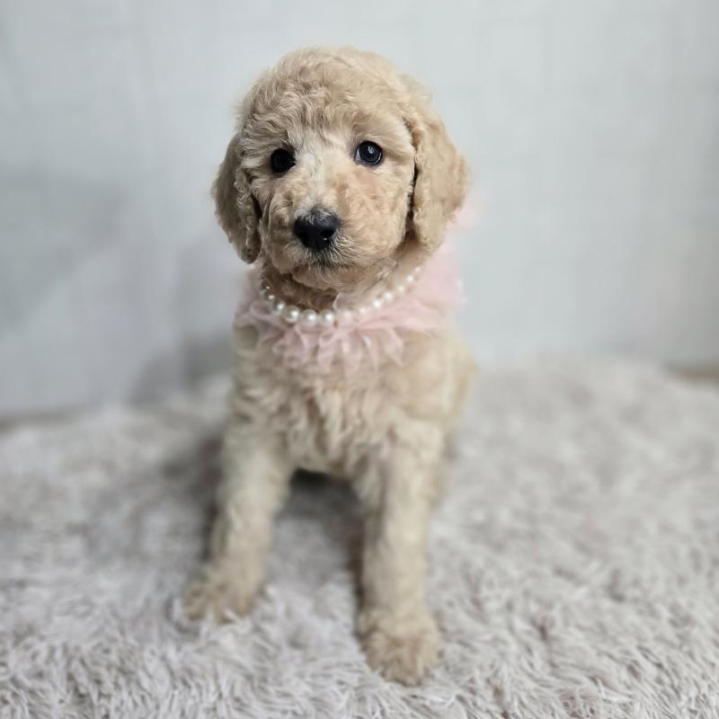 販売中の石川県のスタンダードプードル-434485の7枚目