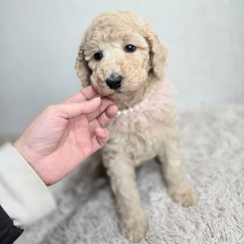 販売中の石川県のスタンダードプードル-434485の6枚目